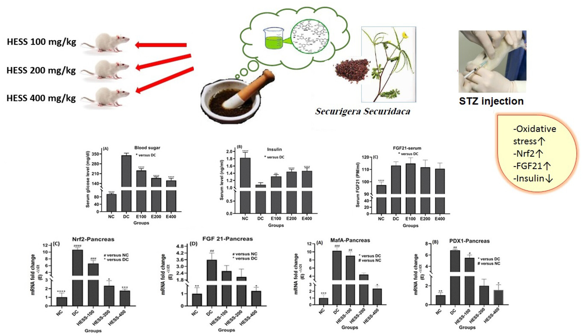 Enhanced Insulin Secretion Through Upregulation of Transcription Factors by Hydroalcoholic Extract of Securigera securidaca Seeds in Diabetic Animal Model