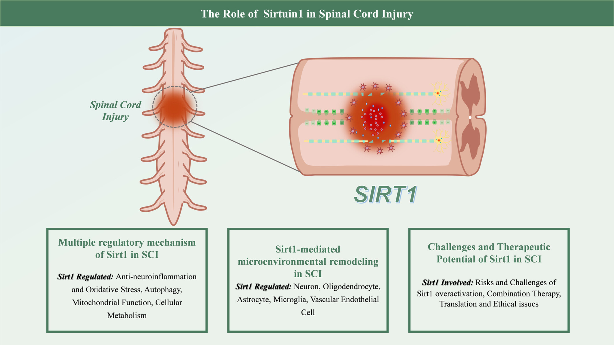 Sirtuin1 in Spinal Cord Injury: Regulatory Mechanisms, Microenvironment Remodeling and Therapeutic Potential