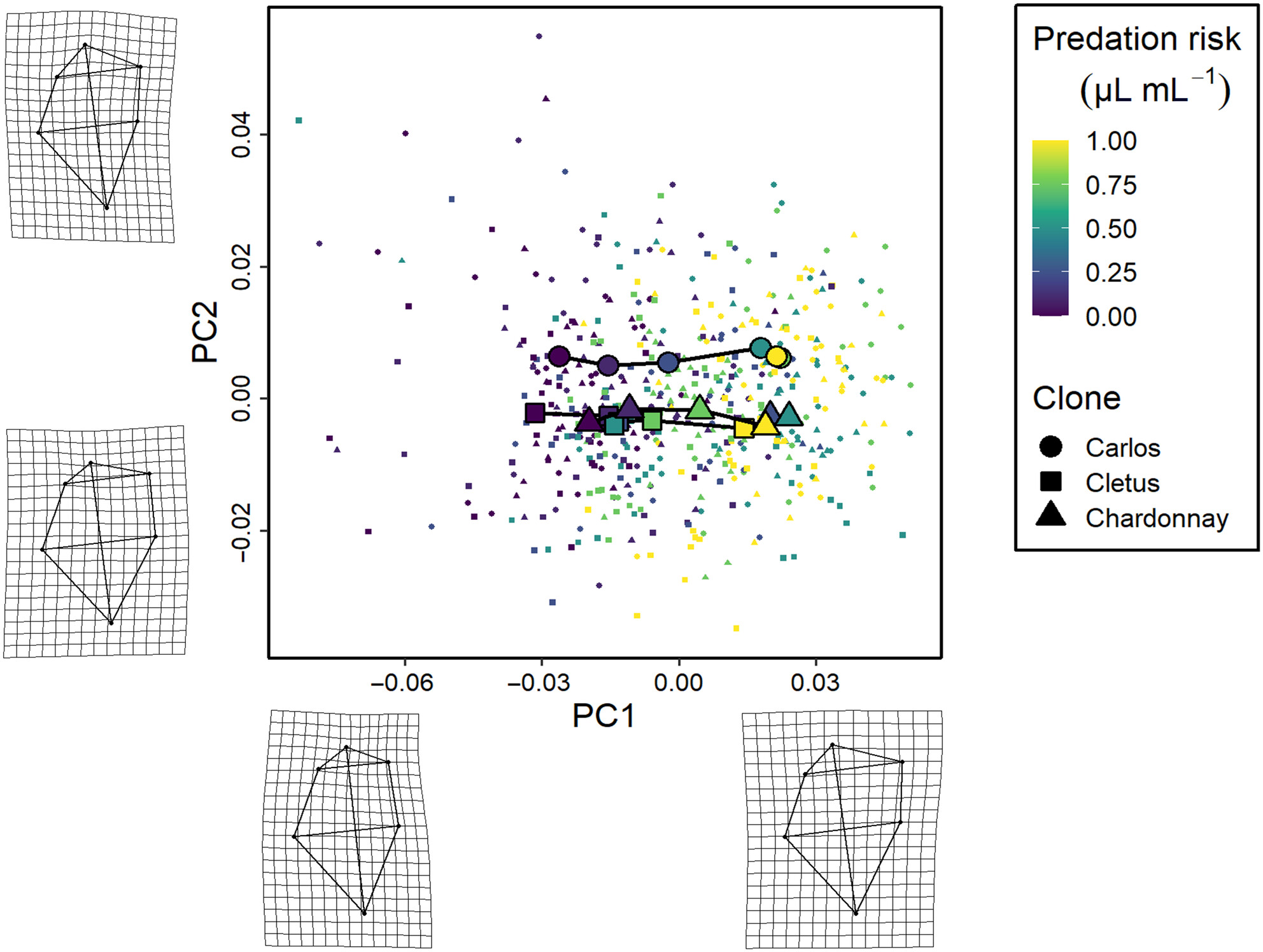 Predator-induced shape plasticity in Daphnia pulex