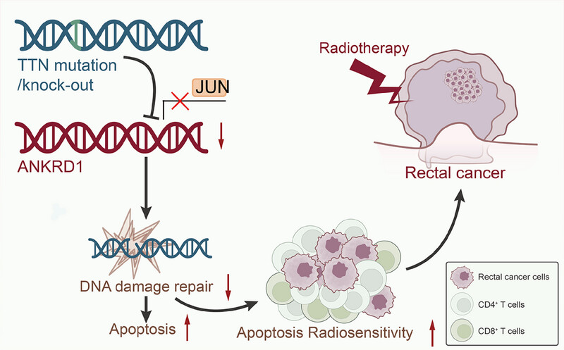 Titin gene mutations enhance radiotherapy efficacy via modulation of tumour immune microenvironment in rectum adenocarcinoma