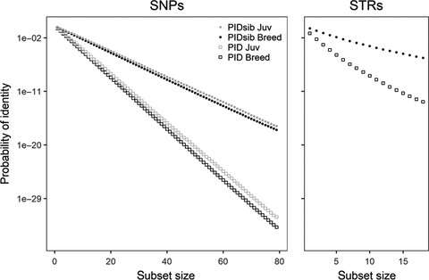 From microsatellites to single nucleotide polymorphisms for the genetic monitoring of a critically endangered sturgeon