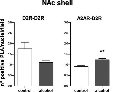 Effects of Long-Term Alcohol Drinking on the Dopamine D2 Receptor: Gene Expression and Heteroreceptor Complexes in the Striatum in Rats
