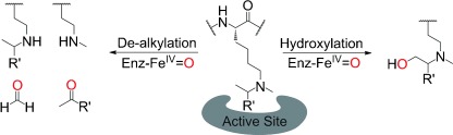 Is JmjC Oxygenase Catalysis Limited to Demethylation?