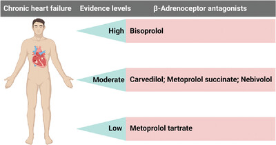 Effectiveness and safety of four different beta-blockers in patients with chronic heart failure