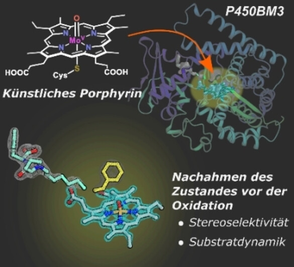 Ein Verbindung-I-Analogon deckt die vorübergehende aktive Spezies eines Zytochrom-P450-Enzymes auf: Einblick in die Stereoselektivität P450-katalysierter Oxidationen