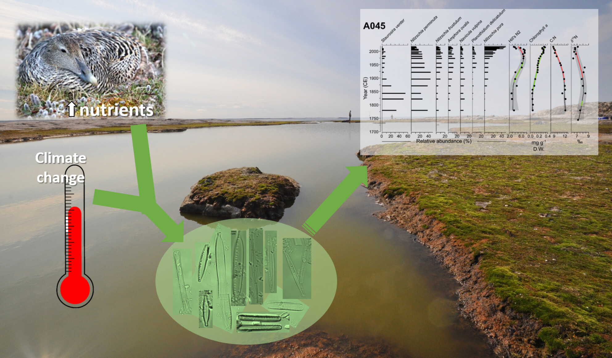 Assessing long-term diatom changes in sub-Arctic ponds receiving high fluxes of seabird nutrients
