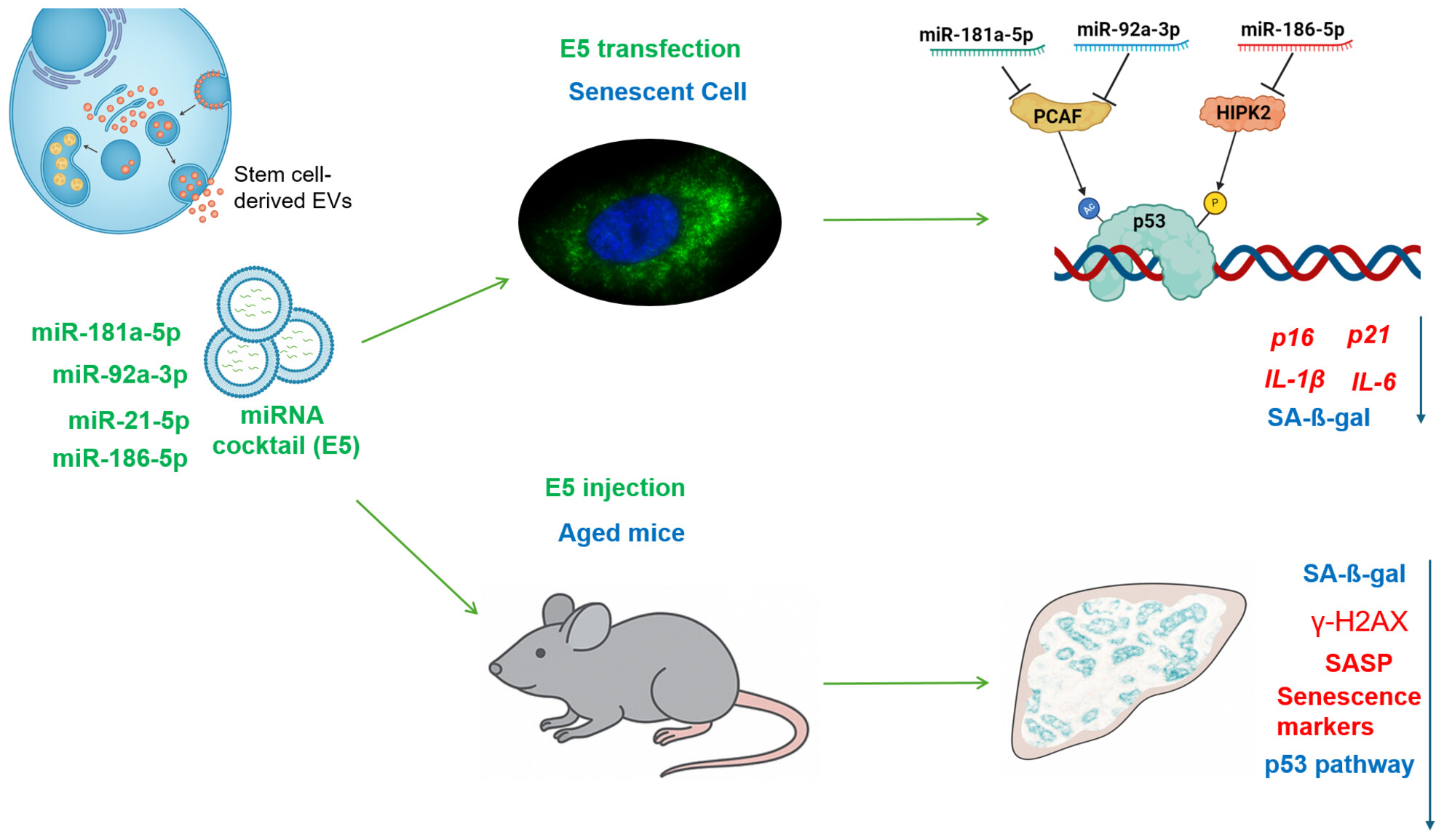 Identification of Senomorphic miRNAs in Embryonic Progenitor and Adult Stem Cell-Derived Extracellular Vesicles