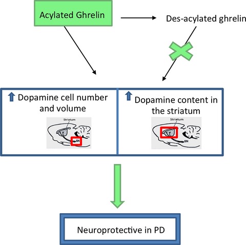 Acylated but not des-acyl ghrelin is neuroprotective in an MPTP mouse model of Parkinson's disease