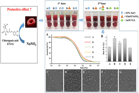 Chlorogenic acid improves lipid membrane peroxidation and morphological changes in nitrite-induced erythrocyte model of methemoglobinemia