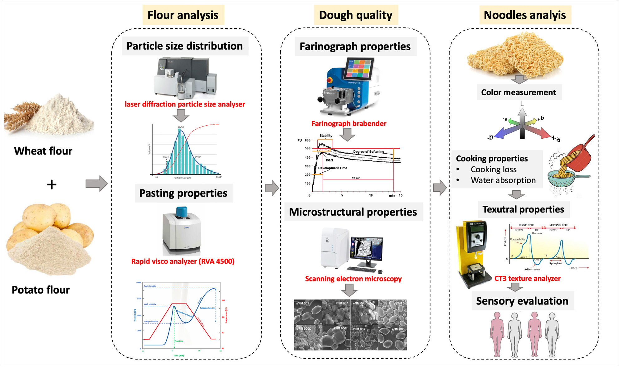 Investigating potato flour processing methods and ratios for noodle production