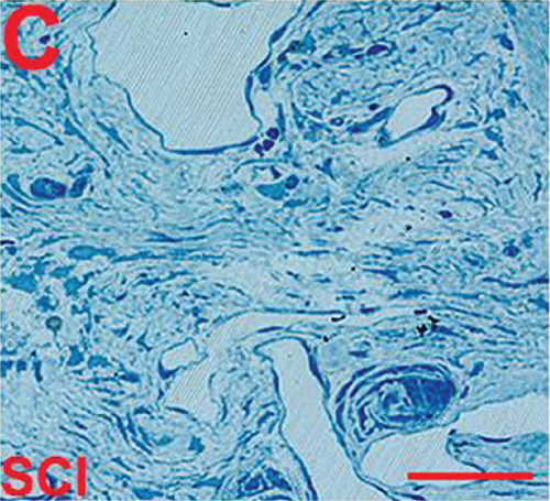 Details are in the caption following the image