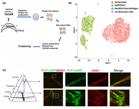 Corneal nonmyelinating Schwann cells illuminated by single-cell transcriptomics and visualized by protein biomarkers