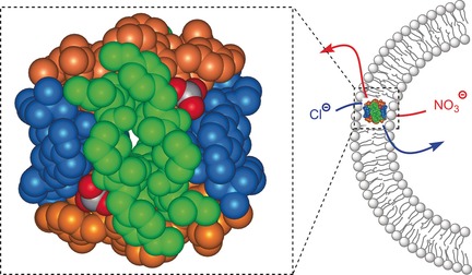 Anion Recognition and Induced Self-Assembly of an α,γ-Cyclic Peptide To Form Spherical Clusters