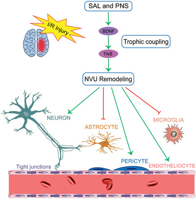 Neuroprotective effects of salvianolic acids combined with Panax notoginseng saponins in cerebral ischemia/reperfusion rats concerning the neurovascular unit and trophic coupling