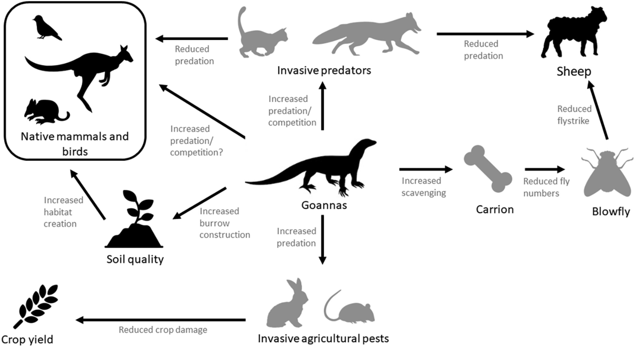 Squamate scavenging services: Heath goannas (Varanus rosenbergi) support carcass removal and may suppress agriculturally damaging blowflies