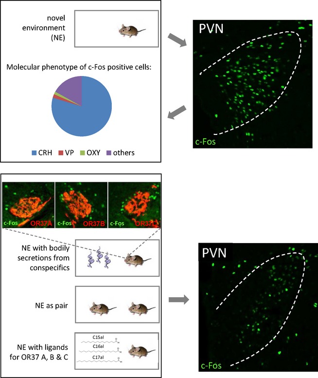 Activation of the mouse odorant receptor 37 subsystem coincides with a reduction of novel environment-induced activity within the paraventricular nucleus of the hypothalamus
