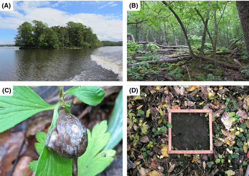 Underdispersion and overdispersion of traits in terrestrial snail communities on islands