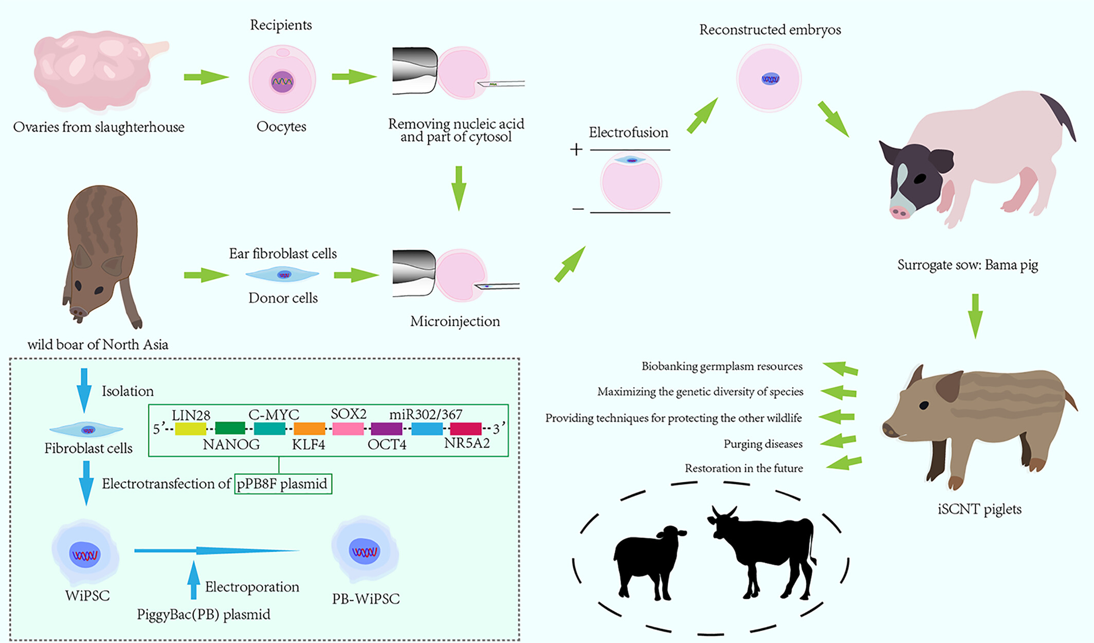 Establishment of Interspecies Somatic Cell Nuclear Transfer and Transgene-Free Inducible Pluripotent Stem Cells for Versatile Conservation of the Germplasm Resource of Wild Boar Issue ,