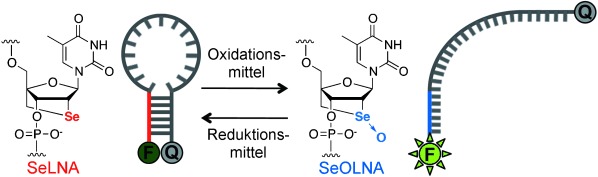 Selenomethylene Locked Nucleic Acid Enables Reversible Hybridization in Response to Redox Changes