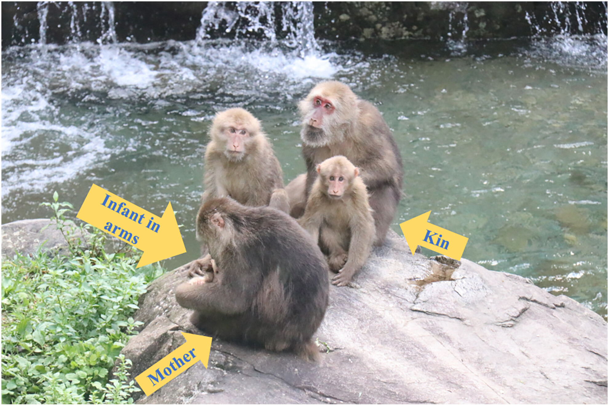 Social risk to infant: The role of kin for maternal visual monitoring in Tibetan macaques