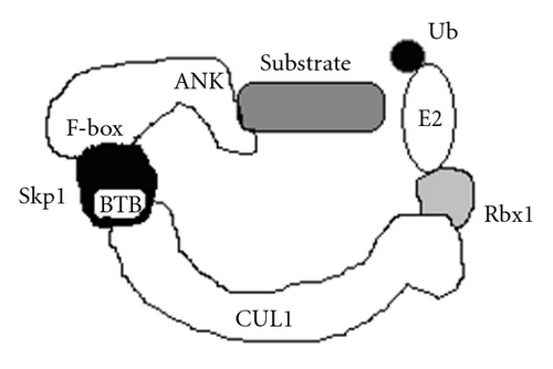 Details are in the caption following the image