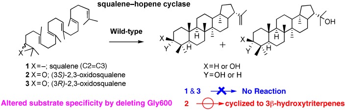 Deletion of the Gly600 Residue of Alicyclobacillus acidocaldarius Squalene Cyclase Alters the Substrate Specificity into that of the Eukaryotic-Type Cyclase Specific to (3S)-2,3-Oxidosqualene