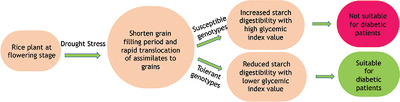 Effect of Drought stress on Resistant starch content and Glycemic index of rice (Oryza sativa L.)
