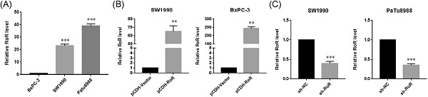 Linc-RoR promotes proliferation, migration, and invasion via the Hippo/YAP pathway in pancreatic cancer cells