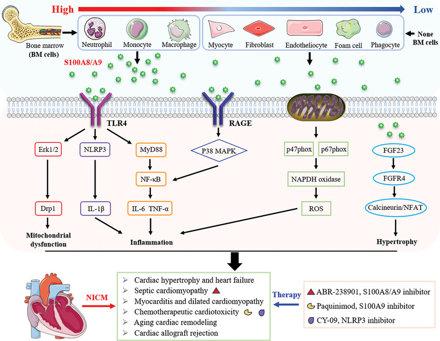 Involvement of S100A8 and S100A9 in nonischaemic cardiomyopathy
