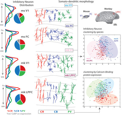 Comparative features of calretinin, calbindin, and parvalbumin expressing interneurons in mouse and monkey primary visual and frontal cortices