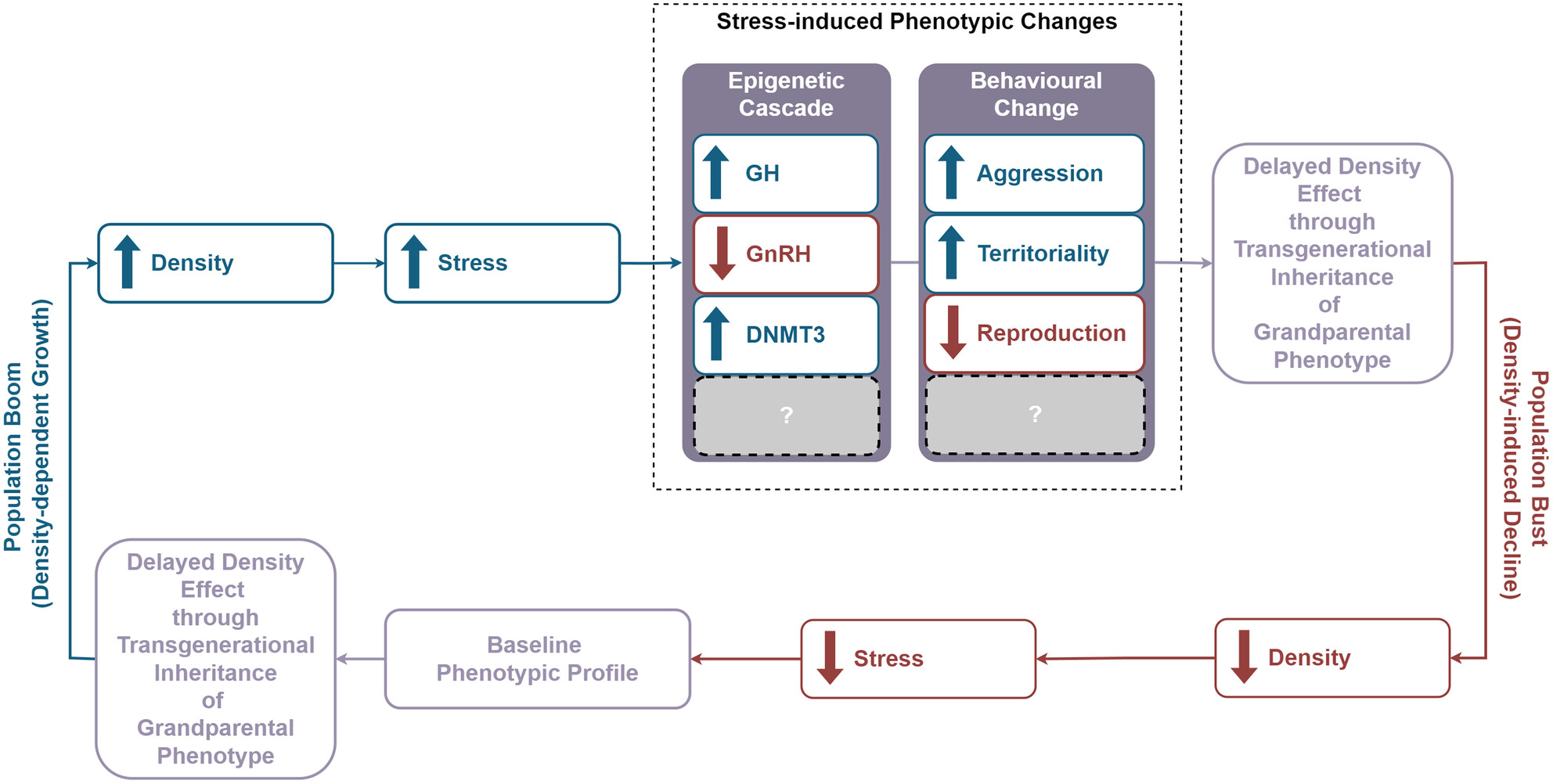 Lemming and Vole Cycles: A New Intrinsic Model