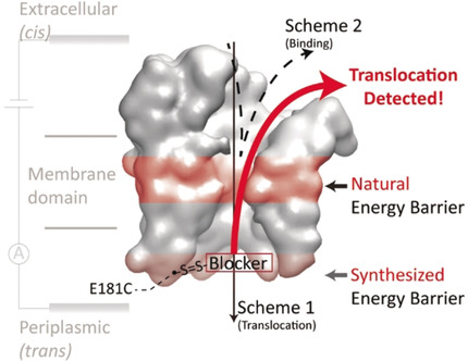 Small-Molecule Permeation across Membrane Channels: Chemical Modification to Quantify Transport across OmpF