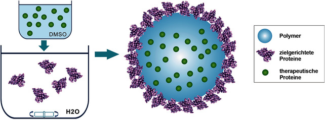 Polymeric Nanoparticles Amenable to Simultaneous Installation of Exterior Targeting and Interior Therapeutic Proteins