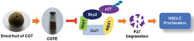 Ethanol Extract of Citrus grandis ‘Tomentosa’ Exerts Anticancer Effects by Targeting Skp2/p27 Pathway in Non-Small Cell Lung Cancer