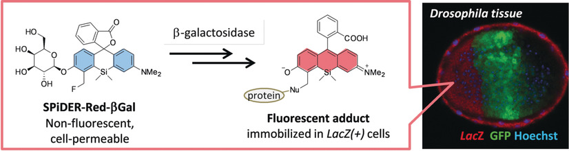Red-Shifted Fluorogenic Substrate for Detection of lacZ-Positive Cells in Living Tissue with Single-Cell Resolution