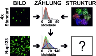A Set of Homo-Oligomeric Standards Allows Accurate Protein Counting