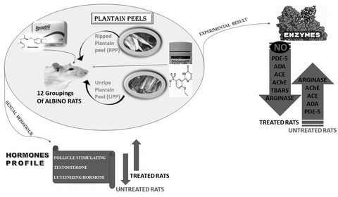 Plantain peels restore sexual performance, hormonal imbalance, and modulate nitric oxide production and key enzymes of penile function in paroxetine-sexually impaired male rats