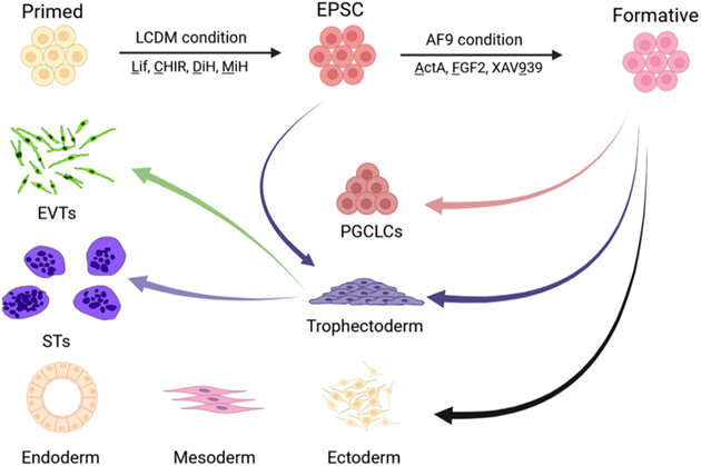 Derivation of new pluripotent stem cells from human extended pluripotent stem cells with formative features and trophectoderm potential