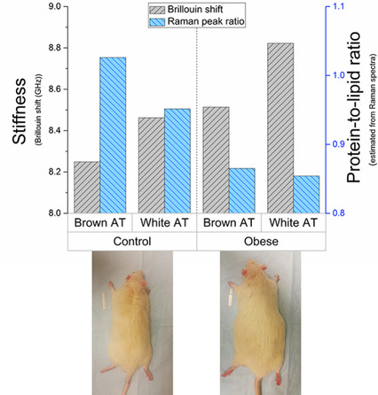 Optical assessment of changes in mechanical and chemical properties of adipose tissue in diet-induced obese rats