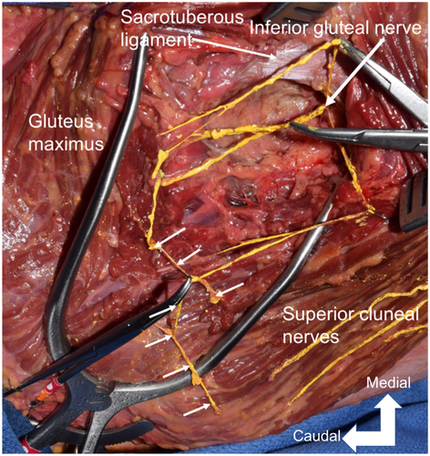 Details are in the caption following the image Details are in the caption following the image