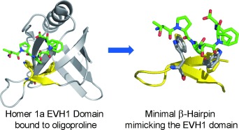 Induced-Fit Binding of a Polyproline Helix by a β-Hairpin Peptide