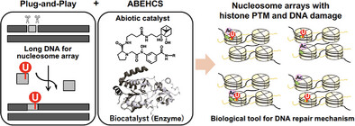 A Method for Constructing Nucleosome Arrays with Spatially Defined Histone PTMs and DNA Damage