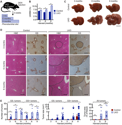 Details are in the caption following the image Details are in the caption following the image