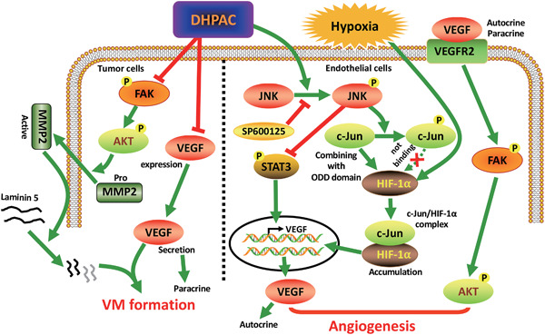 DHPAC, a novel microtubule depolymerizing agent, suppresses angiogenesis and vasculogenic mimicry formation of human non-small cell lung cancer