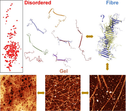 Intrinsically Disordered Tardigrade Proteins Self-Assemble into Fibrous Gels in Response to Environmental Stress