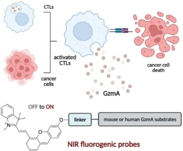 Fluorogenic Granzyme A Substrates Enable Real-Time Imaging of Adaptive Immune Cell Activity