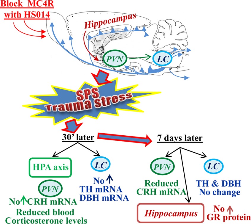 Blockage of melanocortin-4 receptors by intranasal HS014 attenuates single prolonged stress-triggered changes in several brain regions