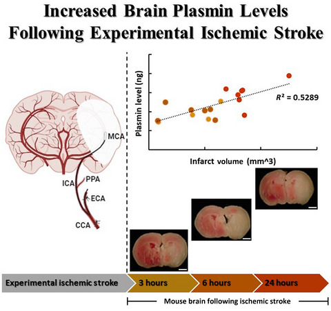 Increased brain plasmin levels following experimental ischemic stroke in male mice