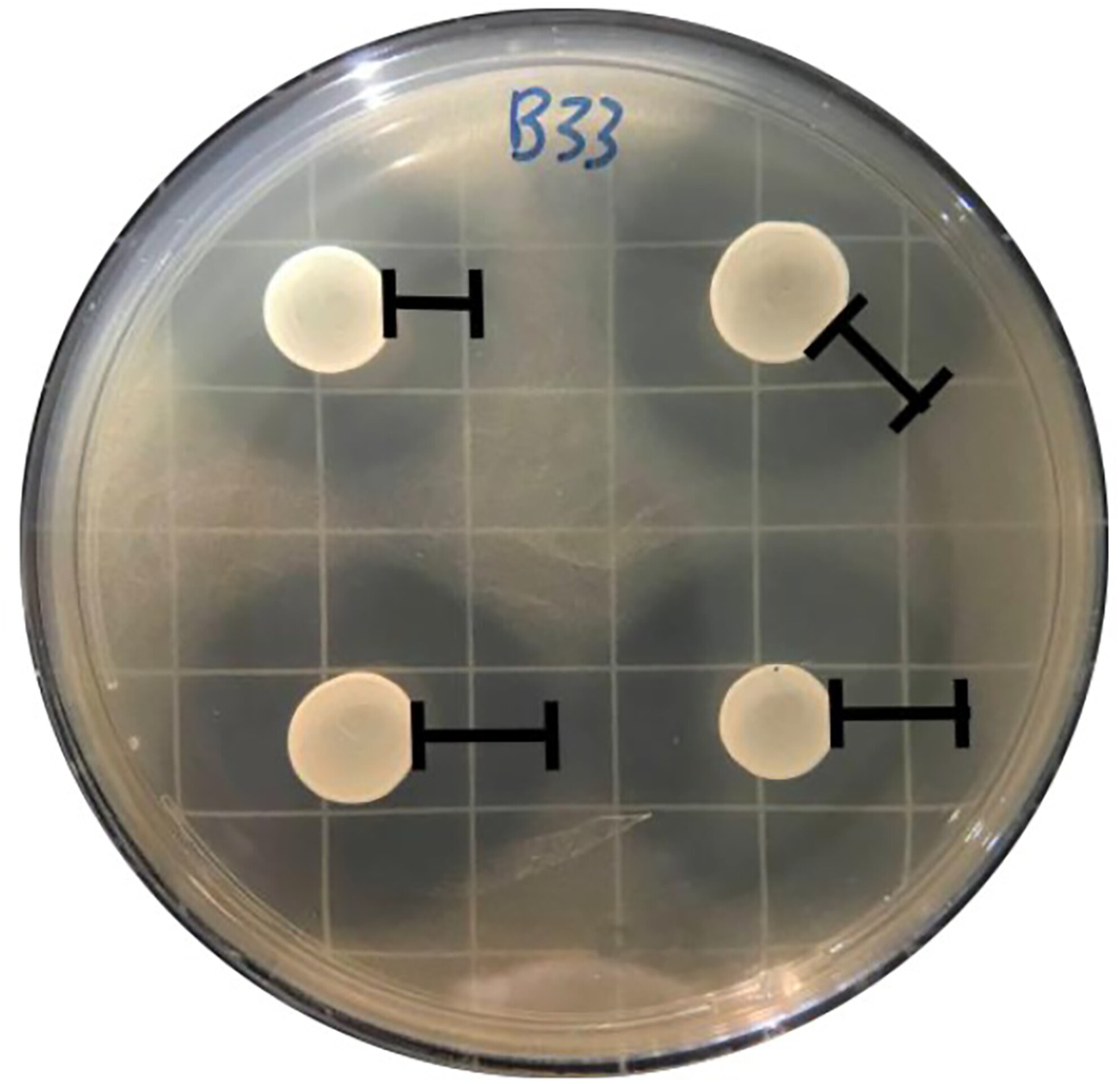 Antimicrobial activity of Lactobacillus casei on Staphylococcus pseudintermedius isolates