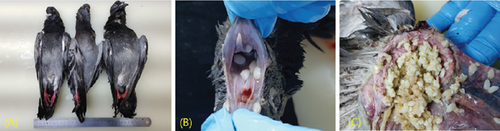 Details are in the caption following the image Details are in the caption following the image